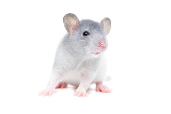 Rato no fundo branco — Fotografia de Stock