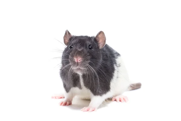 Rato no fundo branco — Fotografia de Stock