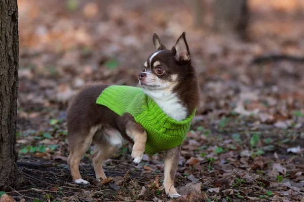 Chihuahua hond op het gras — Stockfoto