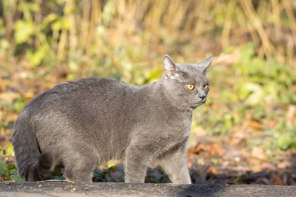 Gato ruso azul —  Fotos de Stock