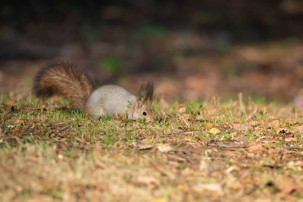 Esquilo no parque de outono — Fotografia de Stock