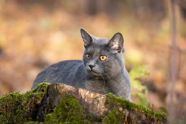 Gato russo azul — Fotografia de Stock