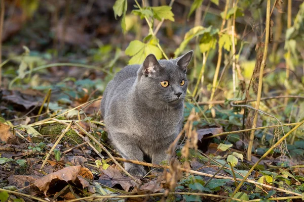 Gato russo azul — Fotografia de Stock