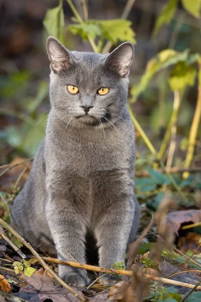 Gato russo azul — Fotografia de Stock