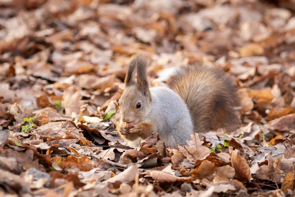 Esquilo no parque de outono — Fotografia de Stock