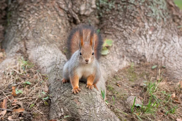 Squirrel in the autumn park — Stock Photo, Image