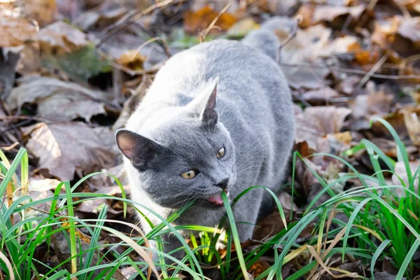 Gato russo azul — Fotografia de Stock