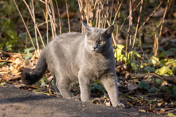 Gato ruso azul —  Fotos de Stock