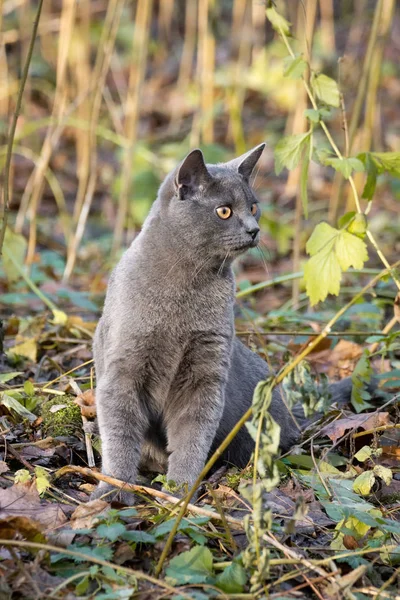 Кіт російський блакитний — стокове фото
