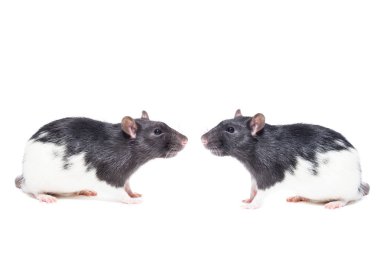 Beyaz arkaplanda fare