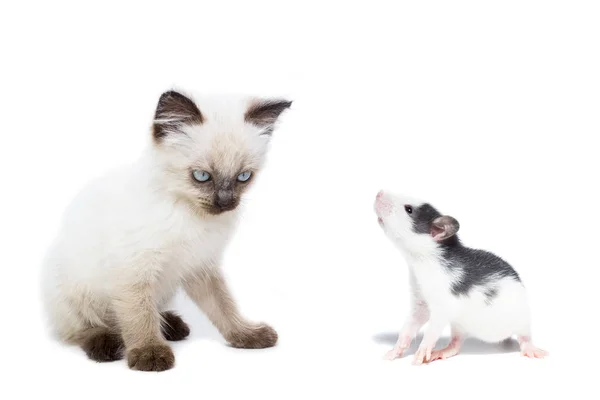 Tiere auf isoliertem Hintergrund — Stockfoto