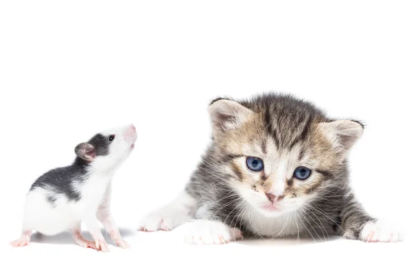 Animales sobre un fondo aislado — Foto de Stock