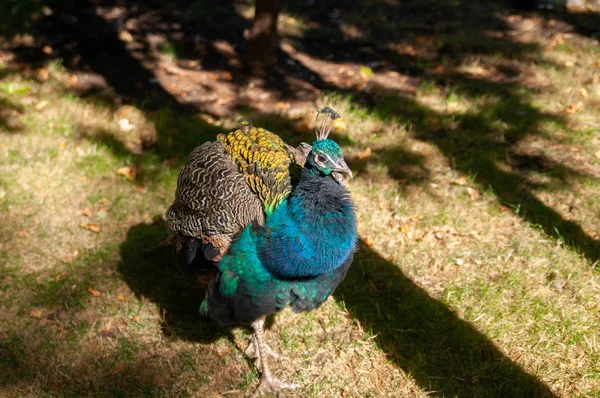 Pauw in de dierentuin — Stockfoto