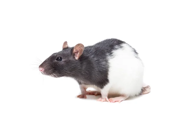 Ratto su sfondo bianco — Foto Stock