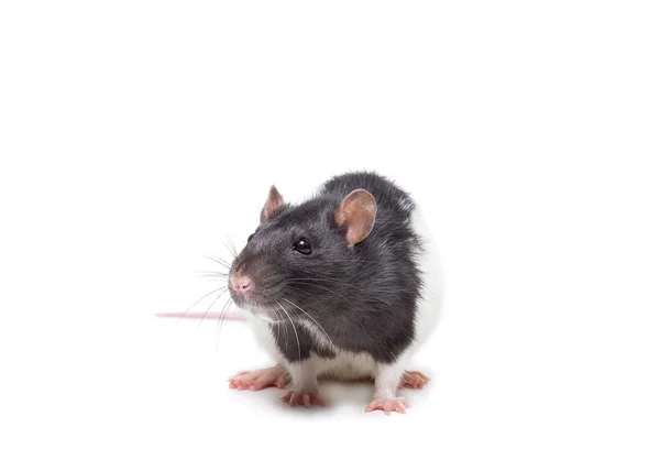 Tikus di latar belakang putih — Stok Foto