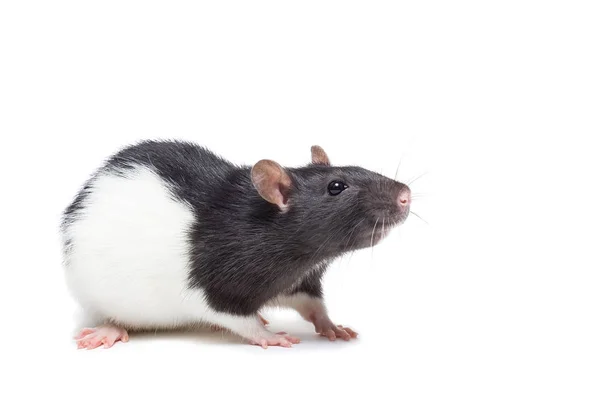 Ratte auf weißem Hintergrund — Stockfoto