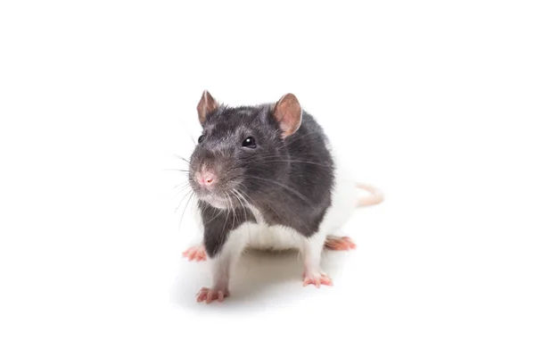 Крыса изолированы на белом фоне — стоковое фото