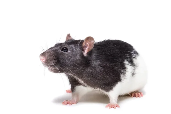 Rat isolated on white background — Stock Photo, Image