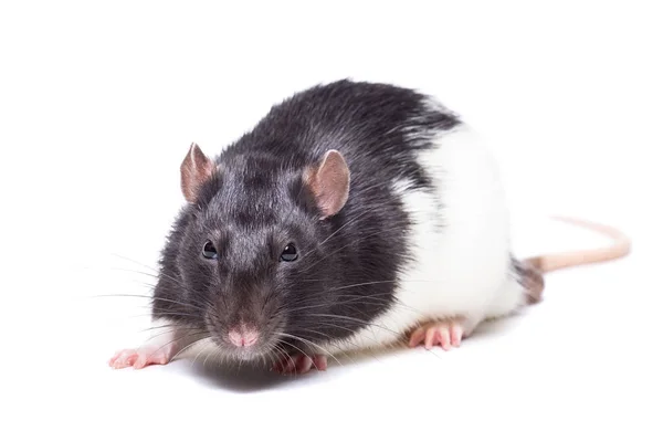Ratte isoliert auf weißem Hintergrund — Stockfoto