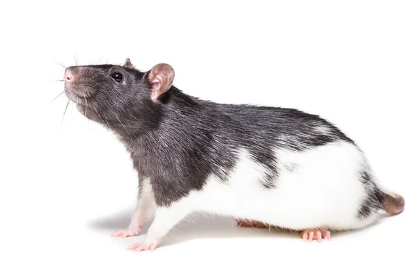 Rat geïsoleerd op witte achtergrond — Stockfoto