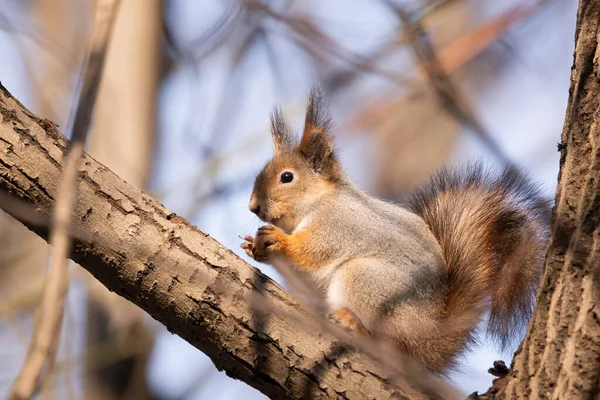 Écureuil Dans Forêt Parc Automne Écureuil Avec Des Noix Dans — Photo