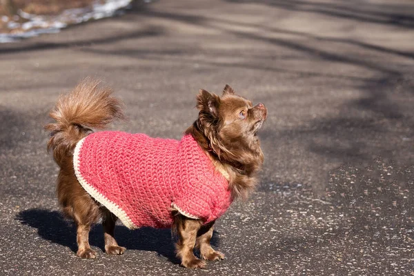 Brązowy Pies Chihuahua Stoi Drodze Parku — Zdjęcie stockowe