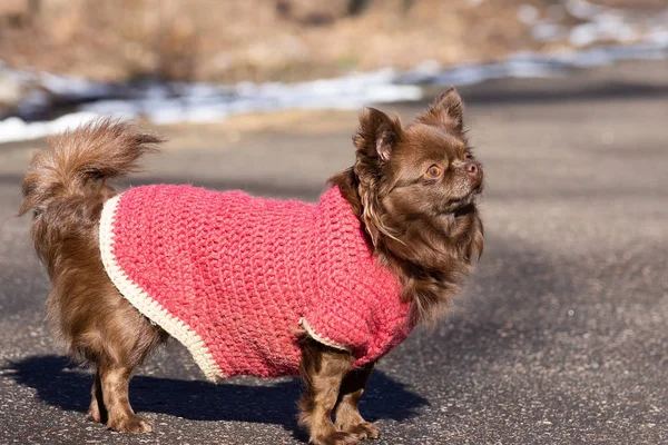 Brązowy Pies Chihuahua Stoi Drodze Parku — Zdjęcie stockowe