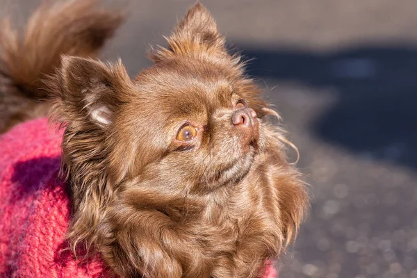 Een Bruine Chihuahua Hond Staat Weg Het Park — Stockfoto