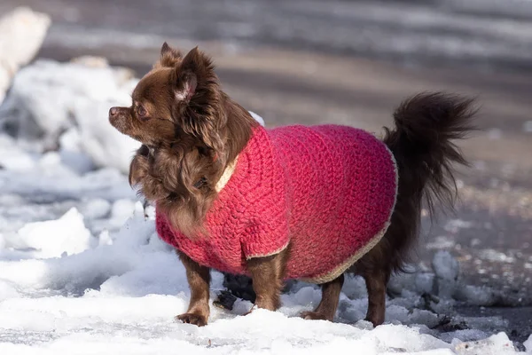 Chien Chihuahua Brun Tient Sur Route Dans Parc — Photo