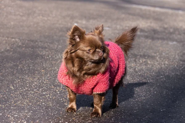 Brązowy Pies Chihuahua Stoi Drodze Parku — Zdjęcie stockowe