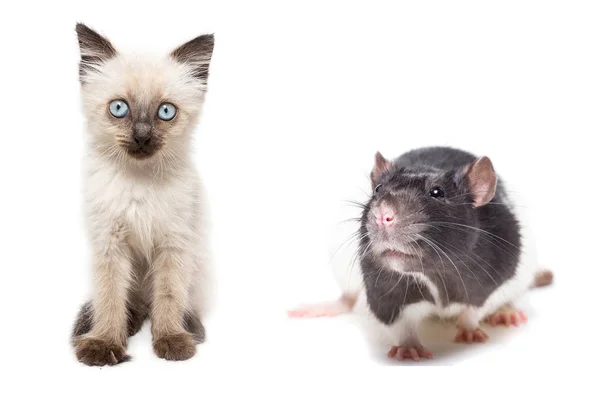 Kitten Rat Witte Achtergrond Dieren Geïsoleerde Achtergrond — Stockfoto