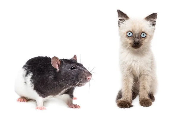 Kitten Rat Witte Achtergrond Dieren Geïsoleerde Achtergrond — Stockfoto