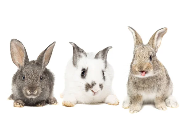 Tres Conejos Esponjosos Sobre Fondo Blanco Aislado Concepto Para Las — Foto de Stock