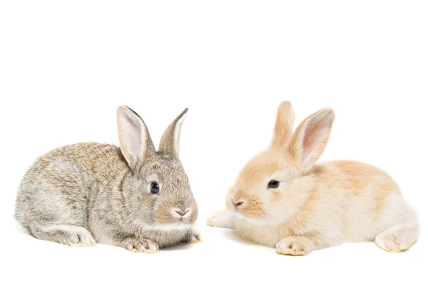 Tres Conejos Esponjosos Sobre Fondo Blanco Aislado Concepto Para Las — Foto de Stock