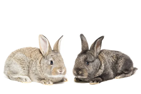 Twee Pluizige Konijnen Een Witte Geïsoleerde Achtergrond Een Concept Voor — Stockfoto