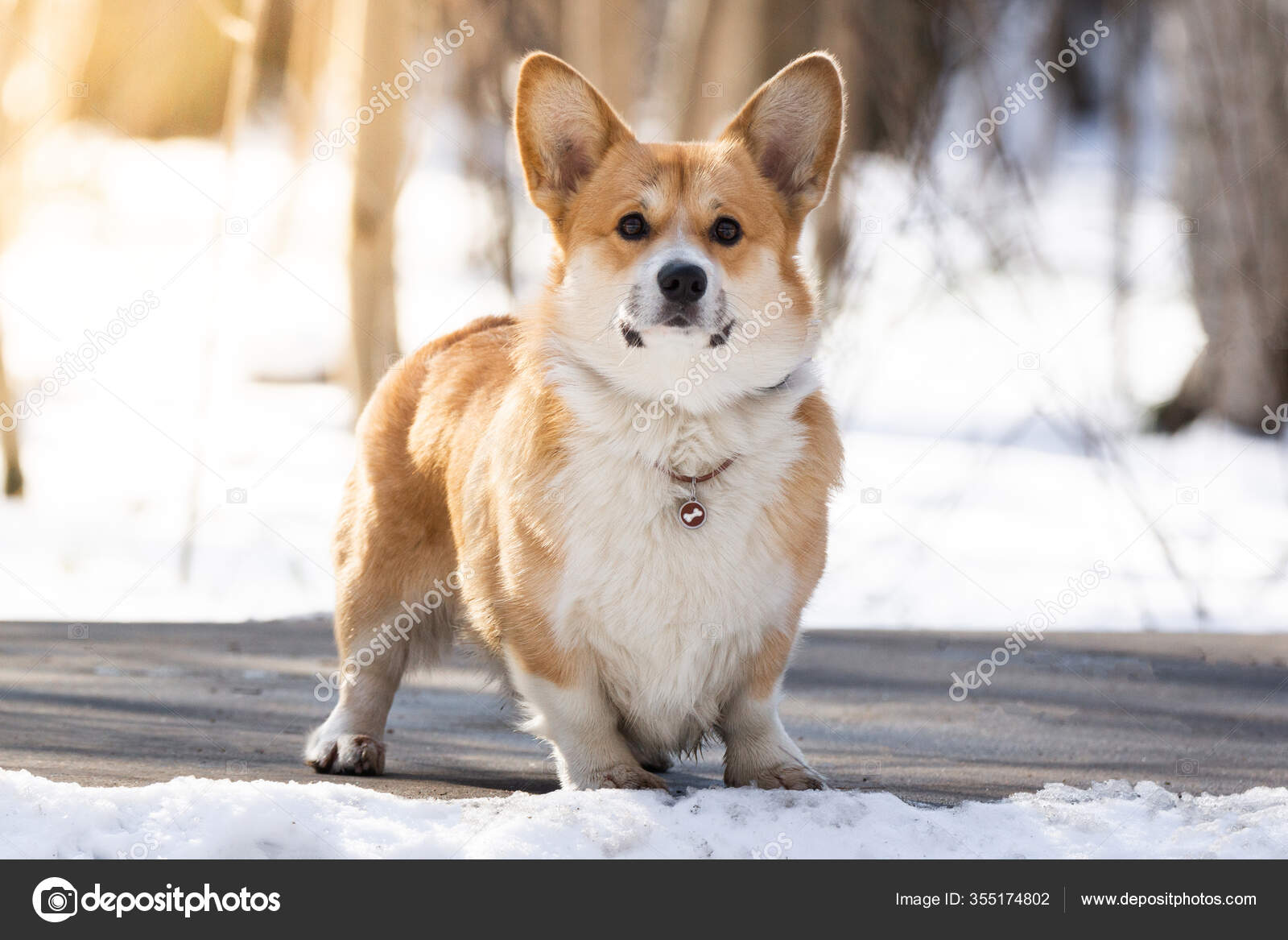 Walisischer Hund Pembroke Winter Schnee Winterfotos Walisischer