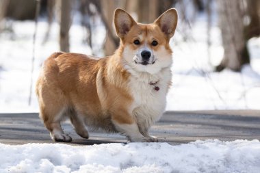 Kış mevsiminde kışın mısır gevreği, kışın mısır gevreği.