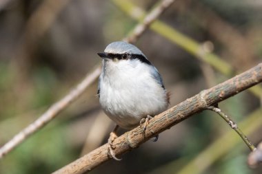 Etrafında beyaz göğüslü Nuthatch kuşu.