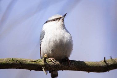 Etrafında beyaz göğüslü Nuthatch kuşu.