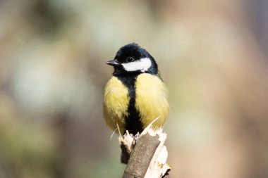 Renkli büyük meme (Parus major) bir ağaç gövdesine tünemiş, yatay olarak fotoğraflanmıştır