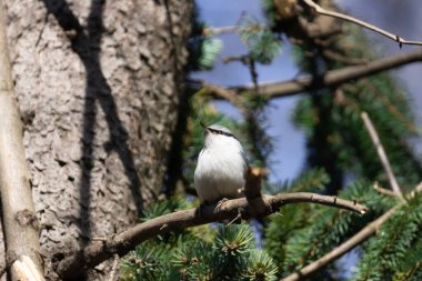 Etrafında beyaz göğüslü Nuthatch kuşu.