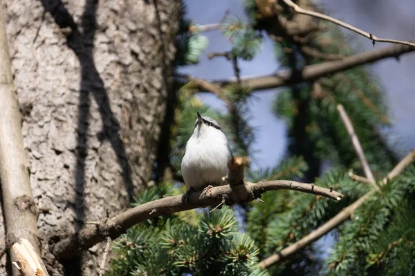 Blanco Breasted Nuthatch Ave Sus Alrededores — Foto de Stock