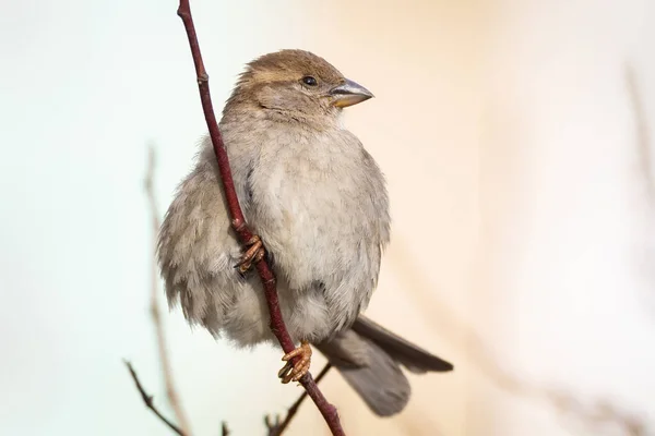 Close Van Mooie Bruine Mus Bloeiende Boomtakje Wilde Dieren Vogels — Stockfoto