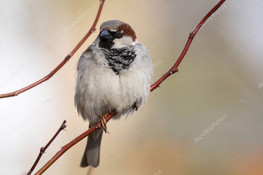 Close-up of beautiful brown sparrow perched on blooming tree twig. Wildlife, bird in early spring, outdoors, passeridae