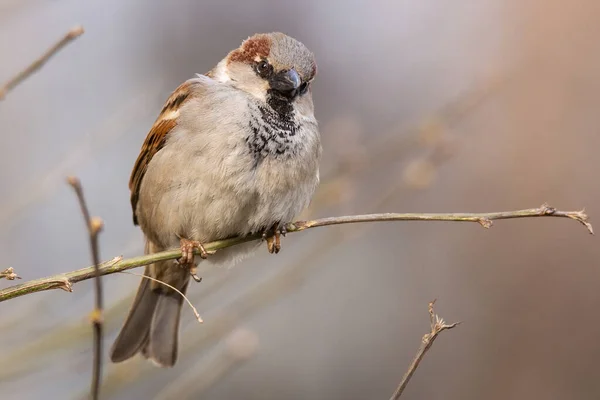 Close Van Mooie Bruine Mus Bloeiende Boomtakje Wilde Dieren Vogels — Stockfoto