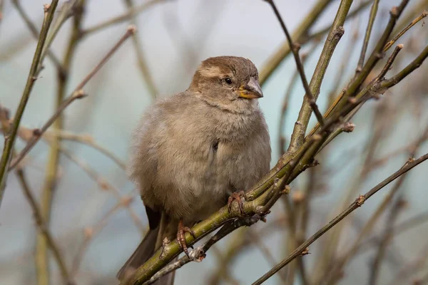 Close Van Mooie Bruine Mus Bloeiende Boomtakje Wilde Dieren Vogels — Stockfoto