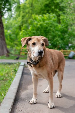 Kırmızı bir kırma köpek yolda duruyor, şehrin sokaklarında bir melez.