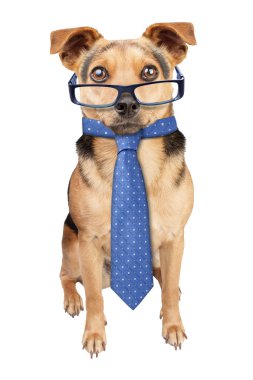 İzole gözlük kravat giyen iş köpeği