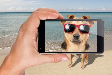 Köpek güneş gözlüğü telefon çekilen fotoğraf poz beach oturmak