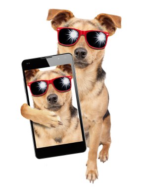 Selfie poz köpek güneş gözlüğü izole mobil vurdu